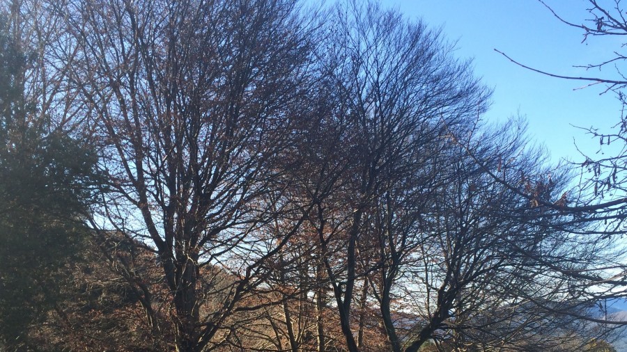 Bizkaia refuerza la mejora y la protección de los bosques del territorio