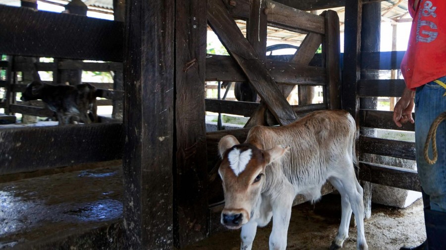 Durangaldeko EAJ-PNVk balioan jarri ditu Foru Aldundiak lehen sektorean belaunaldi-erreleboa bermatzeko bultzatutako ekimenak Durangaldeko EAJ-PNVk balioan jarri ditu Foru Aldundiak lehen sektorean belaunaldi-erreleboa bermatzeko bultzatutako ekimenak